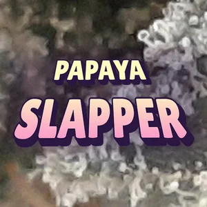 Papaya Slapper Cannabis Strain
