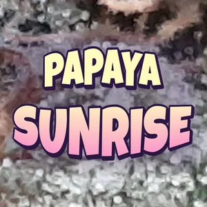 Papaya Sunrise Cannabis Strain