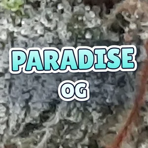 Paradise OG Cannabis Strain