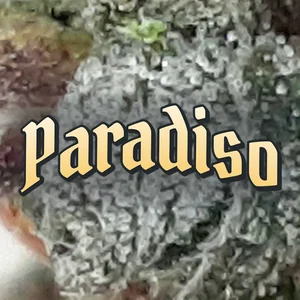 Paradiso Cannabis Strain