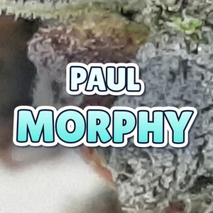 Paul Morphy Cannabis Strain