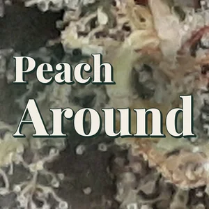 Peach Around Cannabis Strain
