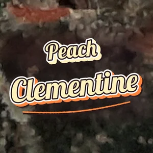 Peach Clementine Cannabis Strain