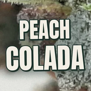 Peach Colada Cannabis Strain