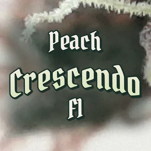 Peach Crescendo F1 Cannabis Strain