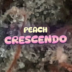 Peach Crescendo Cannabis Strain