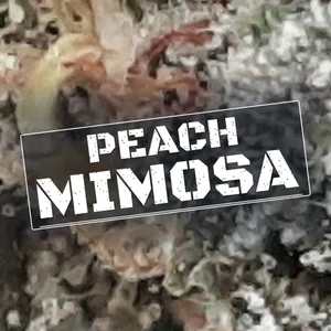 Peach Mimosa Cannabis Strain