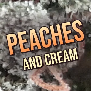 Peaches and Cream Cannabis Strain