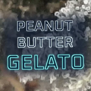 Peanut Butter Gelato Cannabis Strain