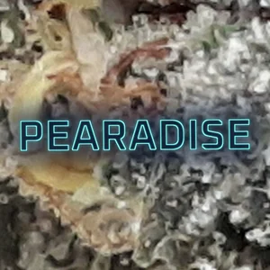 Pearadise Cannabis Strain