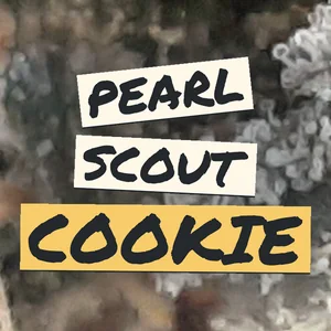 Pearl Scout Cookie Cannabis Strain
