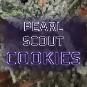 Pearl Scout Cookies Cannabis Strain