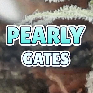 Pearly Gates Cannabis Strain