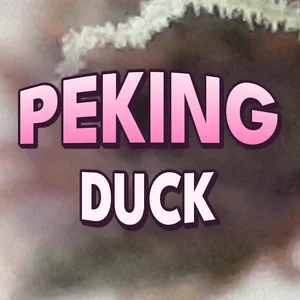 Peking Duck Cannabis Strain