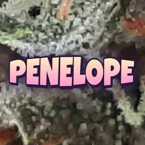 Penelope Cannabis Strain