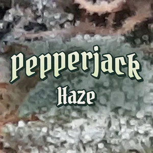 Pepperjack Haze Cannabis Strain