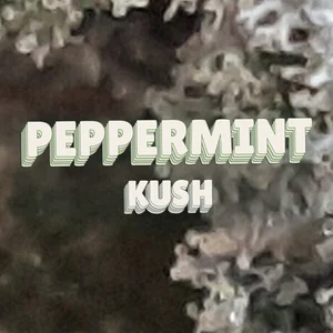 Peppermint Kush Cannabis Strain