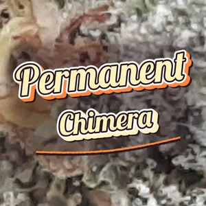 Permanent Chimera Cannabis Strain