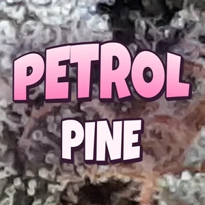 Petrol Pine Cannabis Strain