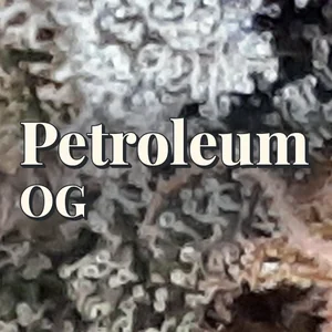 Petroleum OG Cannabis Strain