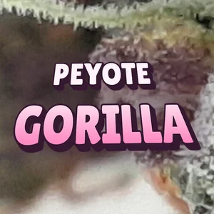 Peyote Gorilla Cannabis Strain