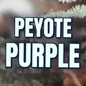 Peyote Purple Cannabis Strain