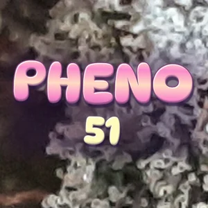 Pheno 51 Cannabis Strain