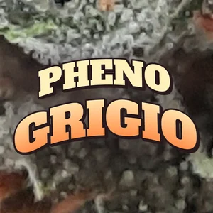 Pheno Grigio Cannabis Strain