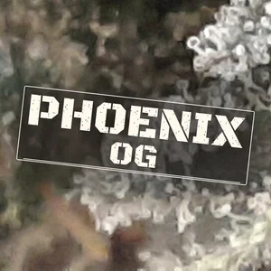 Phoenix OG Cannabis Strain