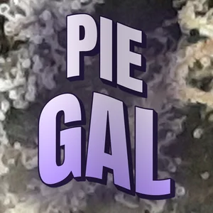 Pie Gal Cannabis Strain