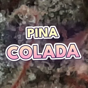 Pina Colada Cannabis Strain