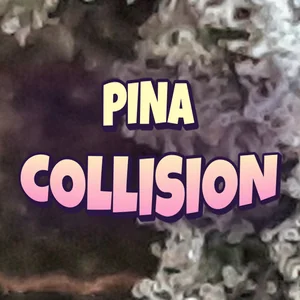 Pina Collision Cannabis Strain