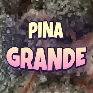 Pina Grande Cannabis Strain