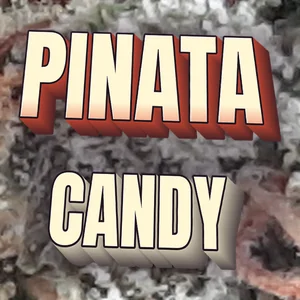 Pinata Candy Cannabis Strain
