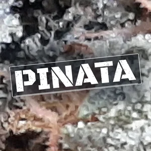Pinata Cannabis Strain