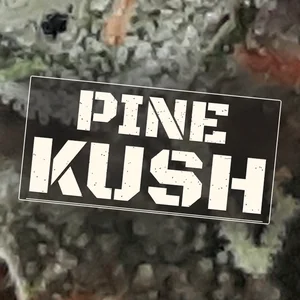 Pine Kush Cannabis Strain