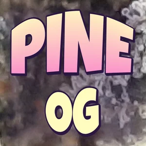 Pine OG Cannabis Strain