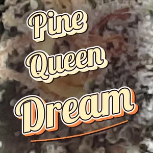 Pine Queen Dream Cannabis Strain