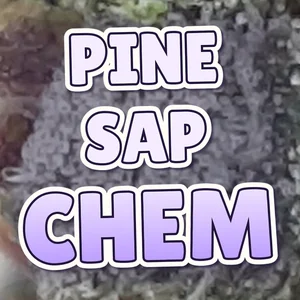 Pine Sap Chem Cannabis Strain