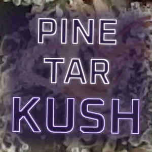 Pine Tar Kush Cannabis Strain