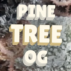 Pine Tree OG Cannabis Strain