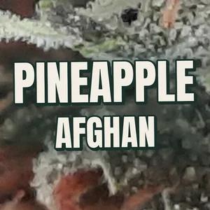 Pineapple Afghan Cannabis Strain