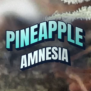 Pineapple Amnesia Cannabis Strain