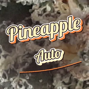 Pineapple Auto Cannabis Strain