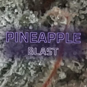 Pineapple Blast Cannabis Strain