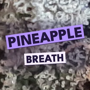 Pineapple Breath Cannabis Strain
