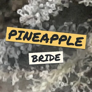 Pineapple Bride Cannabis Strain