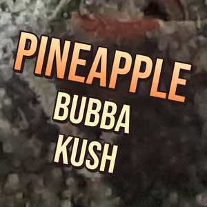 Pineapple Bubba Kush Cannabis Strain