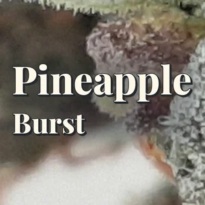 Pineapple Burst Cannabis Strain