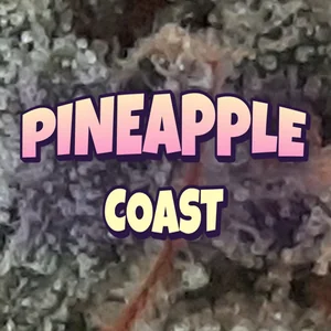 Pineapple Coast Cannabis Strain